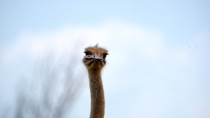 Close up of an ostrich in the Rietvlei Nature Reserve in Pretoria, South Africa
