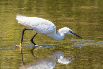 Little Egret (Egretta garzetta) Fishing
