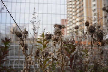 茶色の枯れた草　ひっつき虫