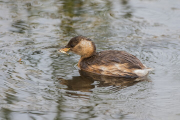 Little Grebe (Tachybaptus ruficollis)