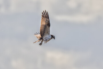 An Osprey (Pandion haliaetus) Flying.  Dripping water from its feathers after a dive for a fish.