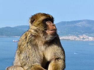 Monkey in the rock of gibraltar
