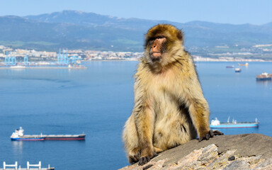 Monkey in the rock of gibraltar
