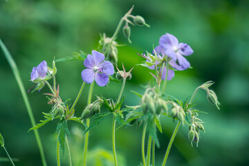 medicinal plant Meadow geranium (Geranium pratense) close up in their natural habitat. Selective focus