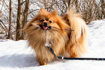 happy pomeranian  spitz playing with stick on a winter walk