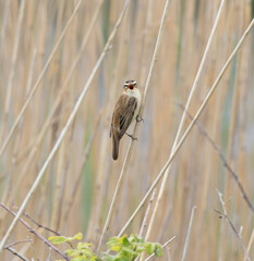 A Sedge Warbler (Acrocephalus schoenobaenus) Perched Singing in Reeds looking at the Camera.