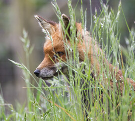Red Fox (Vulpes vulpes) Hiding in Long Grass