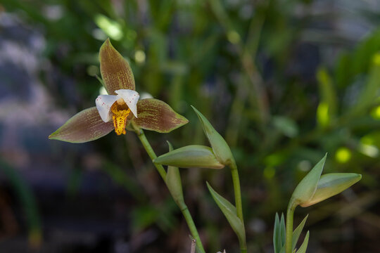 Lycaste deppei 