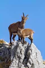 Bouquetin des Alpes (Capra ibex) femelle et jeune sur une arête en novembre. Alpes France