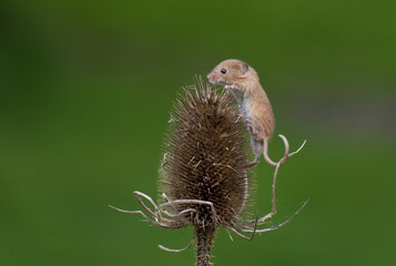Eurasian Harvest Mouse (Micromys minutus) on a Teasel