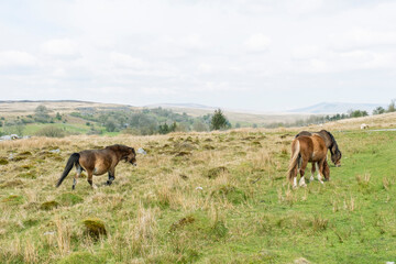 Obraz na płótnie Canvas Welsh Mountain Ponies on the hills of the Brecon Beacons National Park, South Wales, UK.