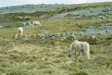 Welsh Mountain Ponies on the hills of the Brecon Beacons National Park, South Wales, UK.