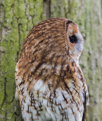Tawny Owl or brown owl (Strix aluco) Portrait in Daylight.