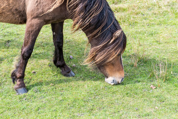 Welsh Mountain Ponies on the hills of the Brecon Beacons National Park, South Wales, UK.