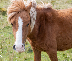 Welsh Mountain Ponies on the hills of the Brecon Beacons National Park, South Wales, UK.