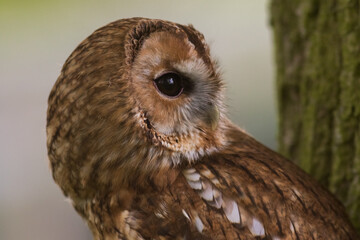 Fototapeta premium Tawny Owl or brown owl (Strix aluco) Portrait in Daylight.