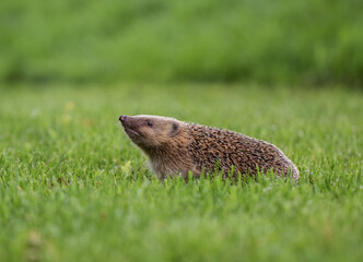 A European hedgehog (Erinaceus europaeus) Sniffing the Air on a Garden Lawn © Richard Hadfield