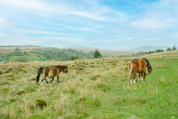 Welsh Mountain Ponies on the hills of the Brecon Beacons National Park, South Wales, UK.