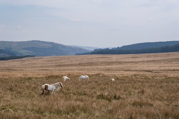 Obraz premium Welsh Mountain Ponies on the hills of the Brecon Beacons National Park, South Wales, UK.