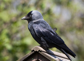 Western Jackdaw (Coloeus monedula) Close-up