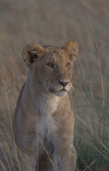 Portrait of cute lion cub in the morning light sitting alertly in the grass of the wild Masai Mara, Kenya