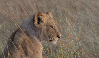 side profile closeup of adorable lion cub sitting in the grass of the wild savannah enjoying the early morning sunshine in the Masai Mara, Kenya