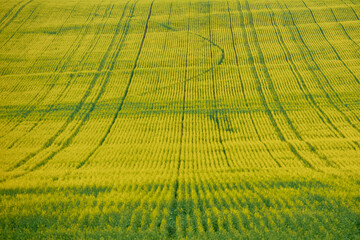geometric shapes in the rapeseed field