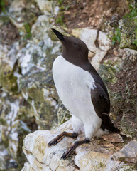 Common Murre or Common Guillemot (Uria aalge) Sleeping on a Cliff