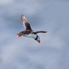 Atlantic puffin (Fratercula arctica) In Fllght