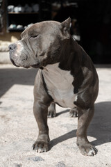 Photograph of a dog. Gray American Bully. Guard dog. pedigree