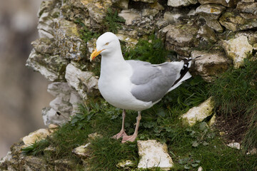 European Herring Gull (Larus argentatus) Perched on a Cliff Edge