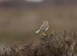 Meadow Pipit (Anthus pratensis) Perched on Heather on a High Moor