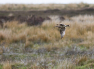 Common Curlew (Numenius arquata) Flying Over Nesting Grounds on the North York Moors