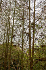 Closeup of dead leaves trees in winter park