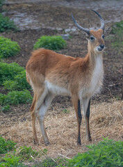 The lechwe (Kobus leche), or southern lechwe in the grass.