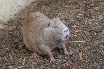 Close-up Nutria Coypu. Myocastor coypus