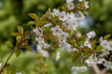 Prunus serrulata sakura cherry in blossom springtime