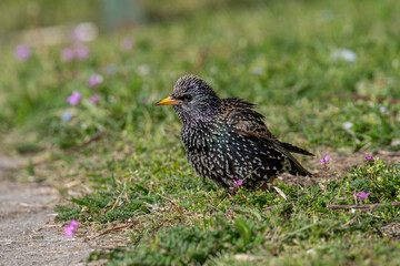 Common starling sturnus vulgaris sitting in grass. Selective focus