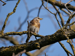 The bird sits on a moss covered branch and sunbathes