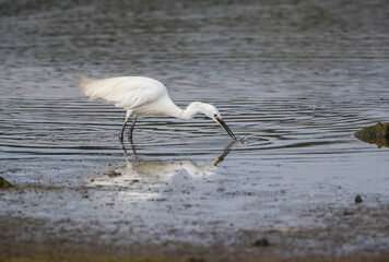 A  Little Egret (Egretta garzetta) Wading in Shallow Water Catching Fish