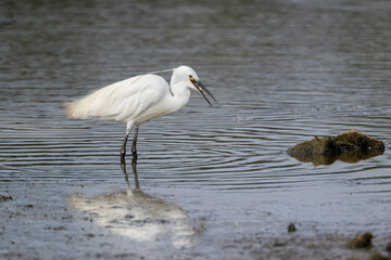 A  Little Egret (Egretta garzetta) Wading in Shallow Water Catching Fish