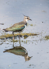 Northern :Lapwing (Vanellus vanellus) in Profile  in Shallow Water with a Nice Reflection