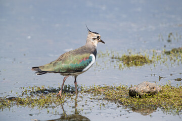 Northern :Lapwing (Vanellus vanellus) Showing off its Iridescent Plumage