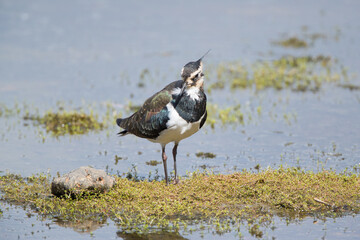 Northern :Lapwing (Vanellus vanellus) Looking over Shoulder in Shallow Water