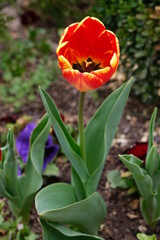 Red, orange and yellow colored tulip blooming in garden. Romantic and love concept.