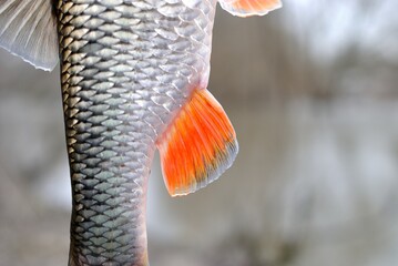 Spring fishing on the river, catch.