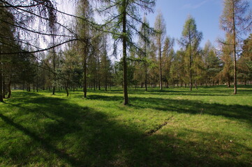 Stefan Białobok arboretum in Stradomia Dolna - obrazy, fototapety, plakaty