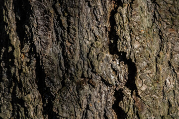 Up Close Texture of Tree Bark Design