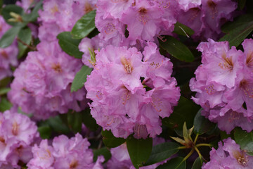Azalea Bush Flowering and Blooming with Pink Blossoms