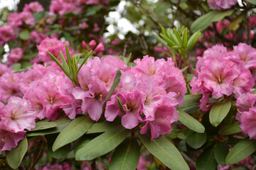 Rhododendron Bushes in Full Bloom in Late Spring